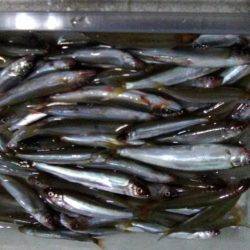 志賀浜で小あゆ釣り