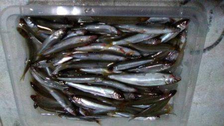 志賀浜で小あゆ釣り