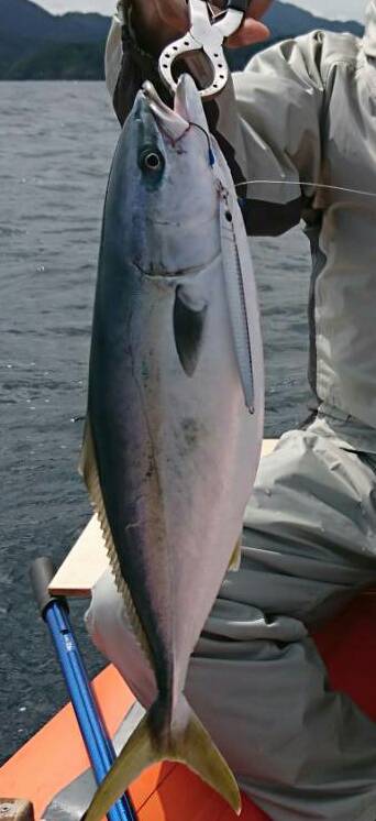 青物爆釣❗その2 何故こんなに釣れる‼️