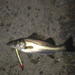 とりあえずシーバス