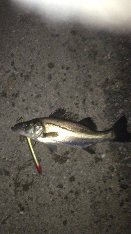 とりあえずシーバス