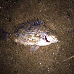 キビレ調査 NO,21