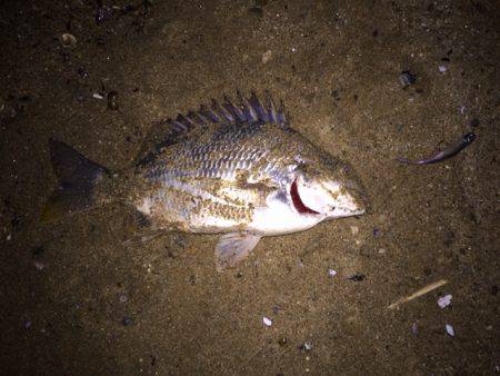 キビレ調査 NO,21