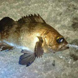 メバルとモンゴウイカ