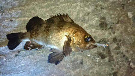 メバルとモンゴウイカ