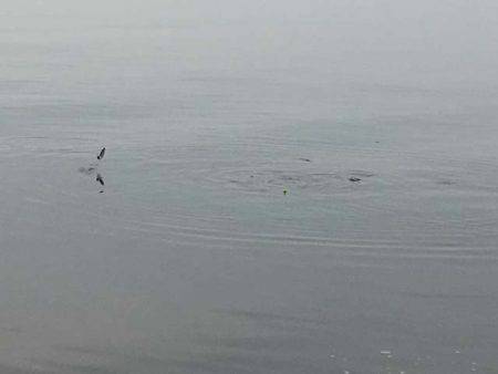 型はデカいが気難しい近江今津のコアユ