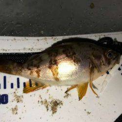 アジング修行でコメバリング