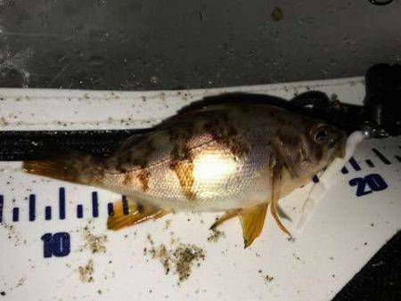 アジング修行でコメバリング