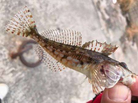 アジが見つからない・・・