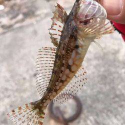 アジが見つからない・・・