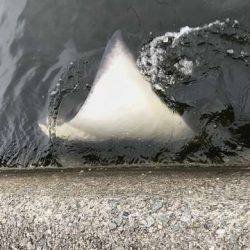 ん？ツバスは？