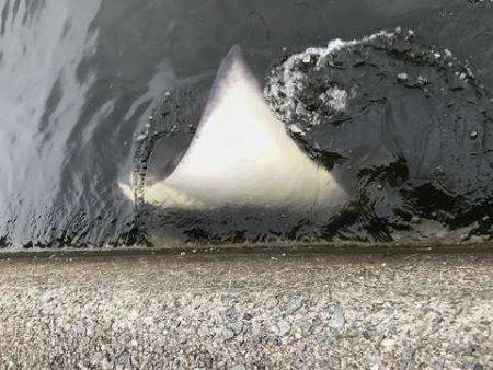 ん？ツバスは？