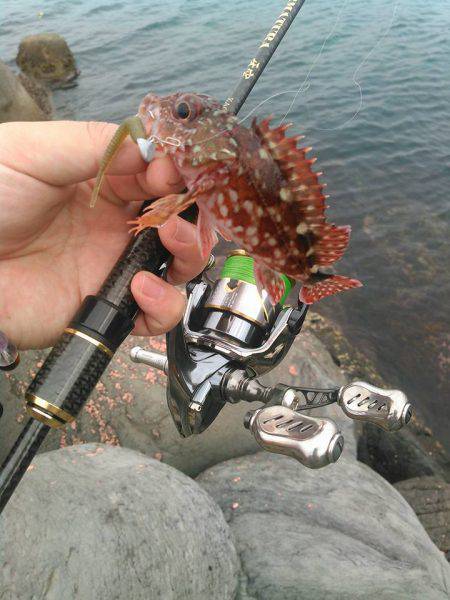 ガシラキジハタハゼ