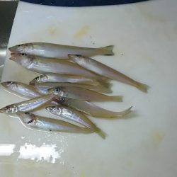 丹後でキス釣り(小型多し)