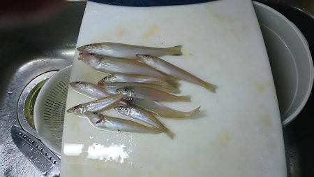 丹後でキス釣り(小型多し)