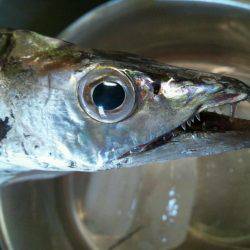 水軒でタチウオ