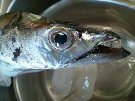 水軒でタチウオ