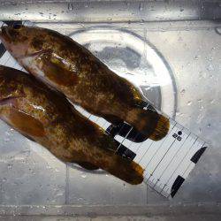 ボートエギング、ボートロック