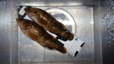 ボートエギング、ボートロック