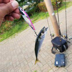 ショアジギ(;`ｰ´)o／￣￣~ (ω･ﾐэ )Э