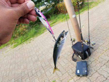 ショアジギ(;`ｰ´)o／￣￣~ (ω･ﾐэ )Э