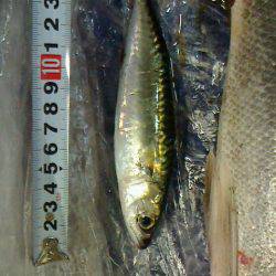 思わぬゲストにびっくり