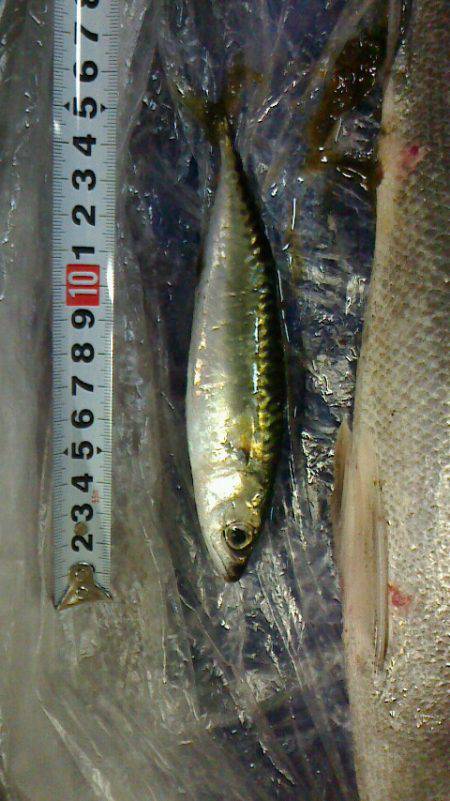 思わぬゲストにびっくり