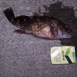 焼津　ふぃっしゅーな　アオリイカその他カサゴなど