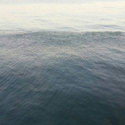 イワシ、子サバ、ツバスGET！！