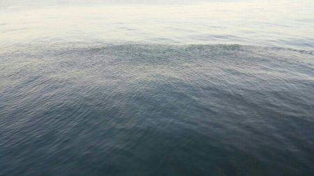 イワシ、子サバ、ツバスGET！！