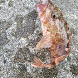 ライトゲーム　カサゴ