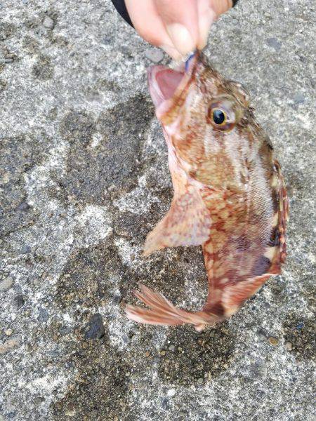 ライトゲーム　カサゴ