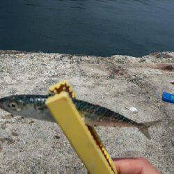 ルアーで良型カワハギ！