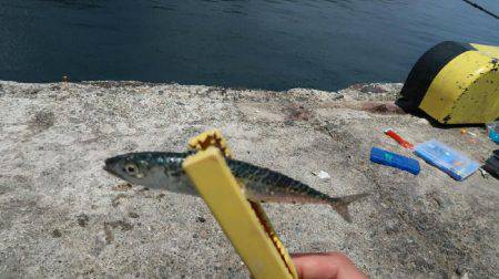 ルアーで良型カワハギ！