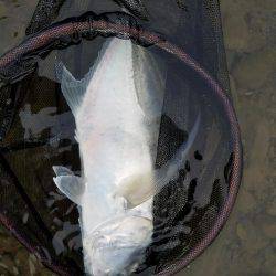 メッキ、エバ、ロウニンアジ40㎝