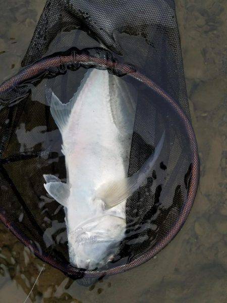 メッキ、エバ、ロウニンアジ40㎝