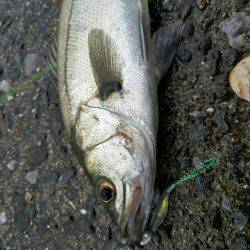 小規模河川増水パターン