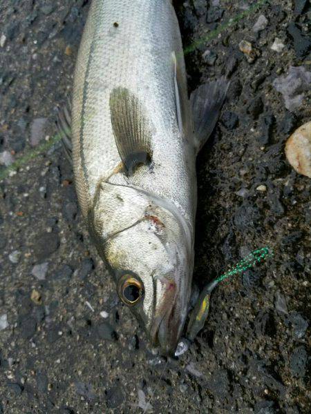 小規模河川増水パターン