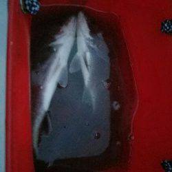 夕方も行ってきました❗