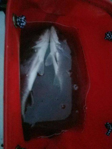 夕方も行ってきました❗