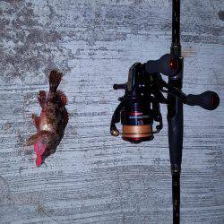 アコウが釣りたいねん‼