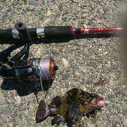 日中メバリング