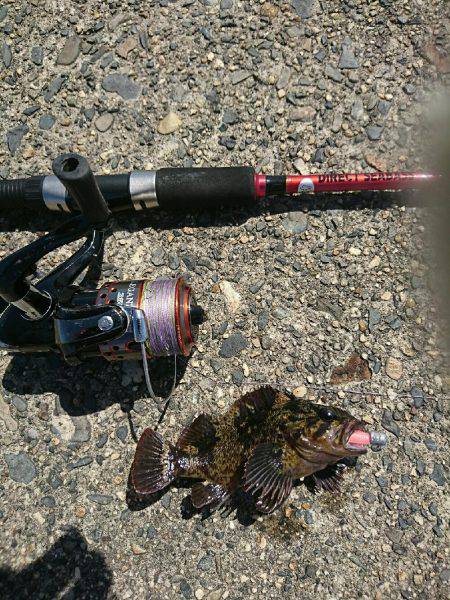 日中メバリング