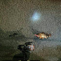 12日夜と13日朝に穴釣りとちょいなげ！