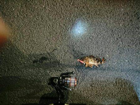 12日夜と13日朝に穴釣りとちょいなげ！