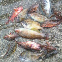 キュウセン美味しい。カサゴ美味しい。スズメダイも美味しい。