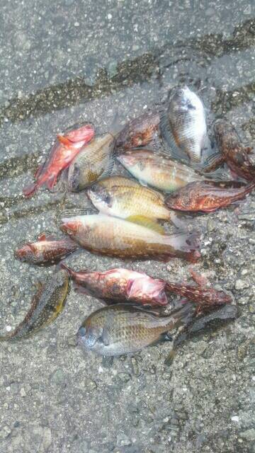 キュウセン美味しい。カサゴ美味しい。スズメダイも美味しい。