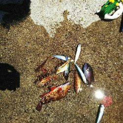 ガシラ メバル 強風のなか強引に穴釣り