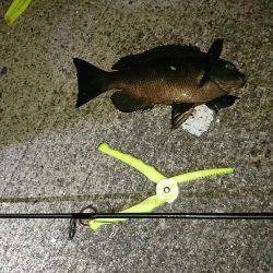 五目釣れたのですがぁ…