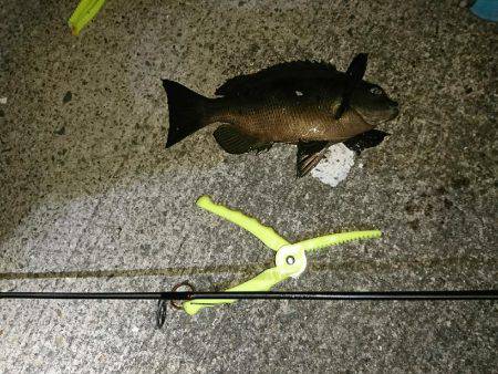 五目釣れたのですがぁ…